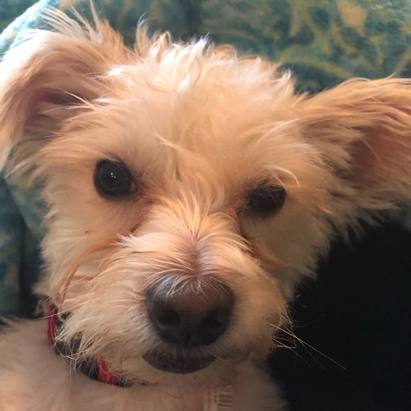 Meet your Posher, Jeanine - Picture 1 of 1